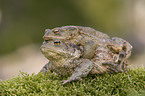 common toads