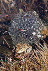 common toads