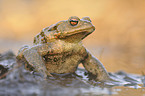 common toad