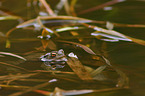 common toad
