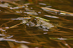 common toads
