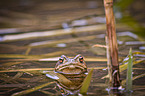 common toad