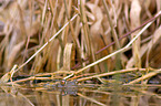 common toad