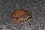 common toads