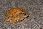 common toads