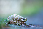 common toad