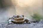 common toad
