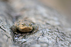 common toad