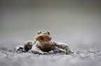 common toad