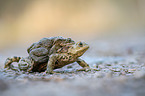 common toads