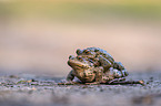common toads