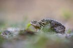 common toads