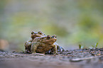 common toads