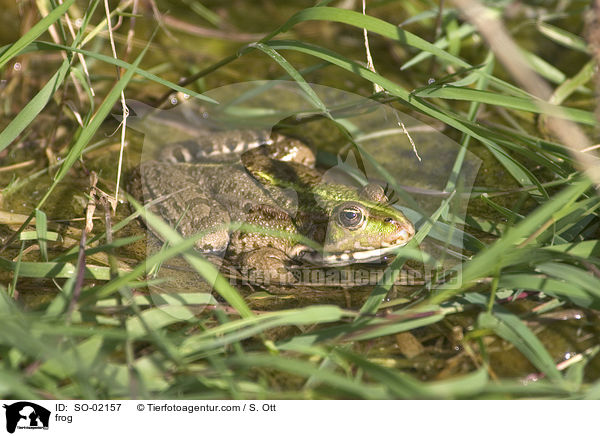 Wasserfrosch / frog / SO-02157