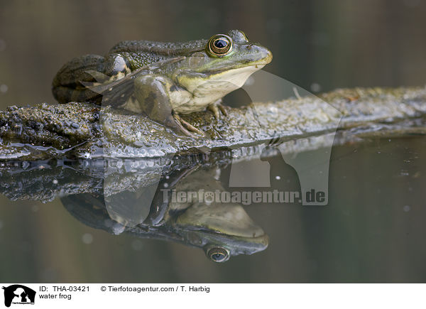 Wasserfrosch / water frog / THA-03421