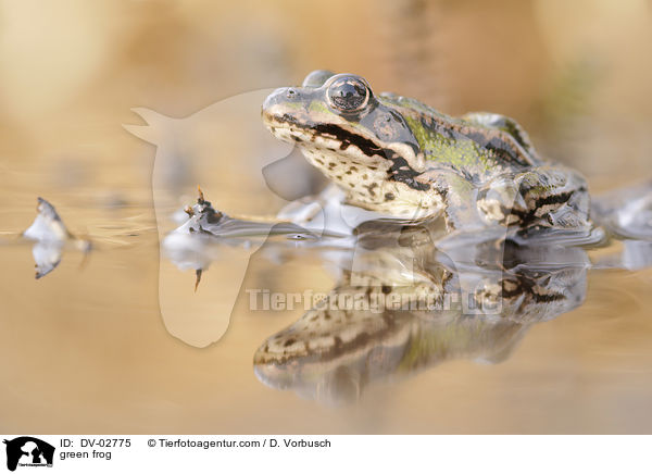 green frog / DV-02775