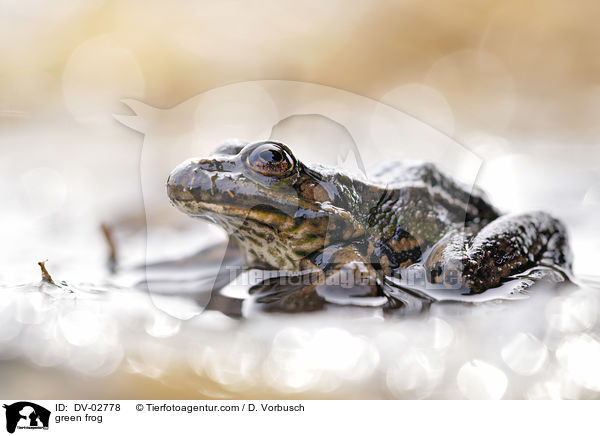 green frog / DV-02778