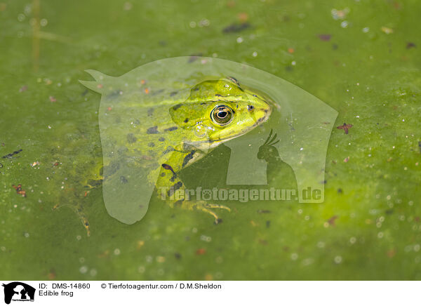 Wasserfrosch / Edible frog / DMS-14860