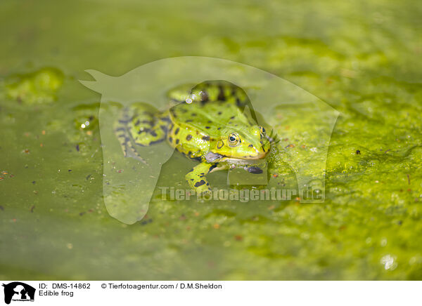 Wasserfrosch / Edible frog / DMS-14862