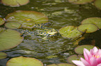 frog