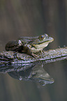 water frog