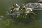 water frog