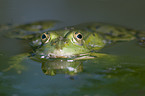 water frog