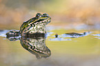 green frog