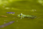 Edible frog