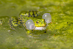 Edible frog