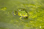 Edible frog