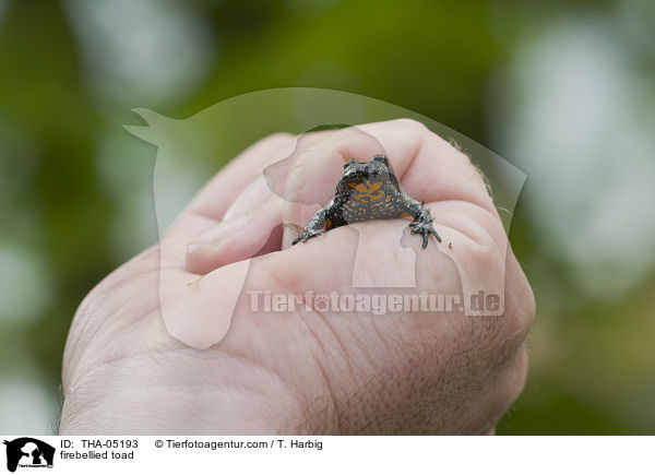 Rotbauchunke / firebellied toad / THA-05193