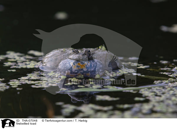 Rotbauchunke / firebellied toad / THA-07048
