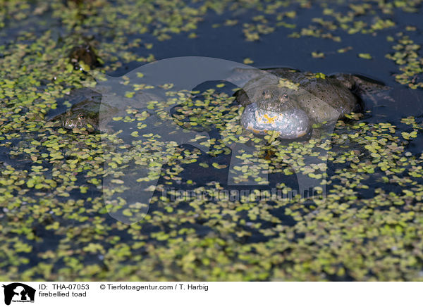 Rotbauchunke / firebellied toad / THA-07053