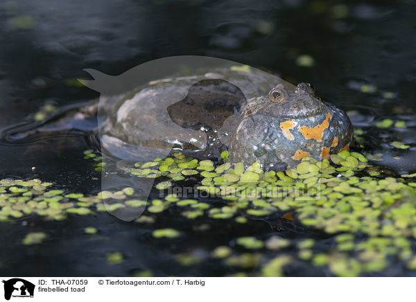 Rotbauchunke / firebellied toad / THA-07059