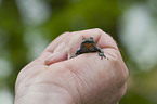firebellied toad