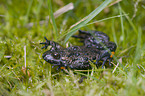 firebellied toad