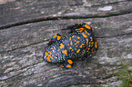 firebellied toad