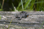firebellied toad