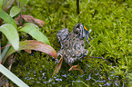 firebellied toad