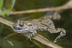 firebellied toad