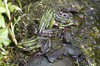 firebellied toads