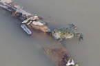 firebellied toad