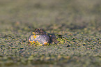 firebellied toad