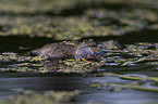 firebellied toad