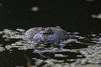 firebellied toad