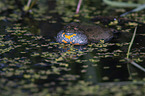 firebellied toad