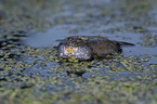 firebellied toad