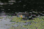 firebellied toad