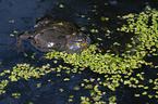 firebellied toad